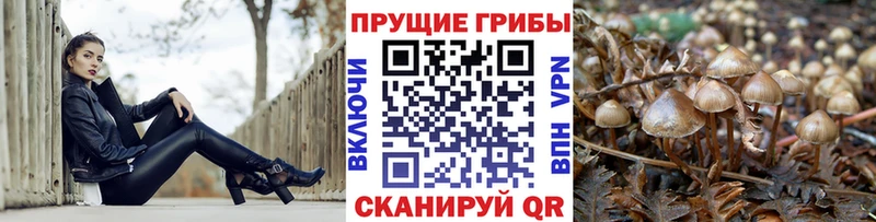hydra вход  Горняк  Псилоцибиновые грибы Psilocybine cubensis 
